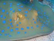 Hurghada 2003